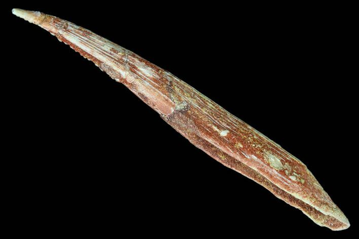 Cretaceous Shark (Hybodus) Dorsal Spine - Morocco #81162